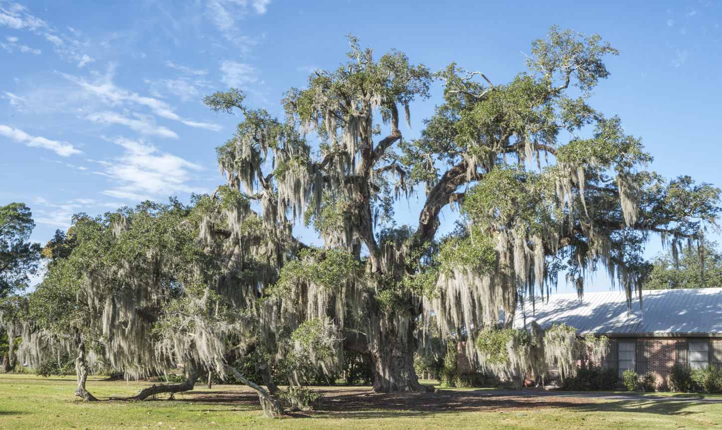 abby-oak-study-5