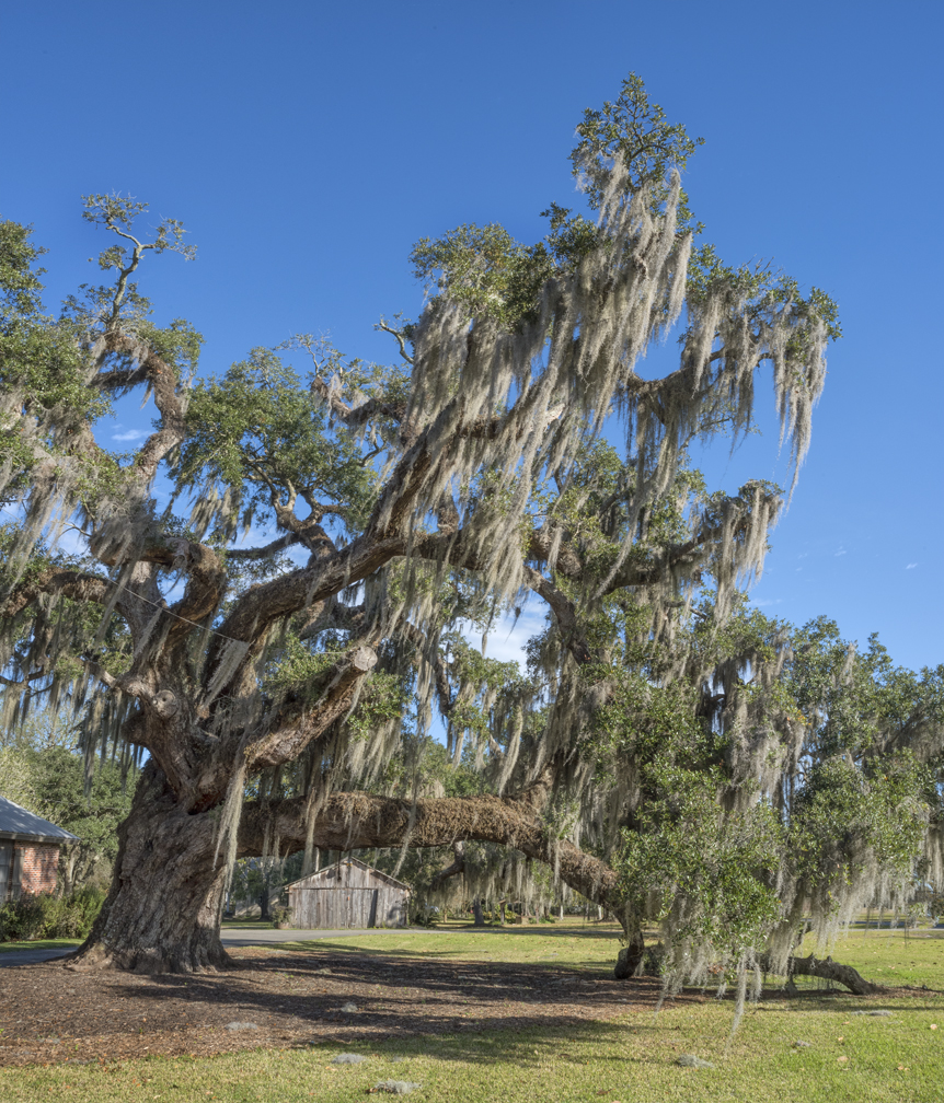 abby-oak-vertical-2