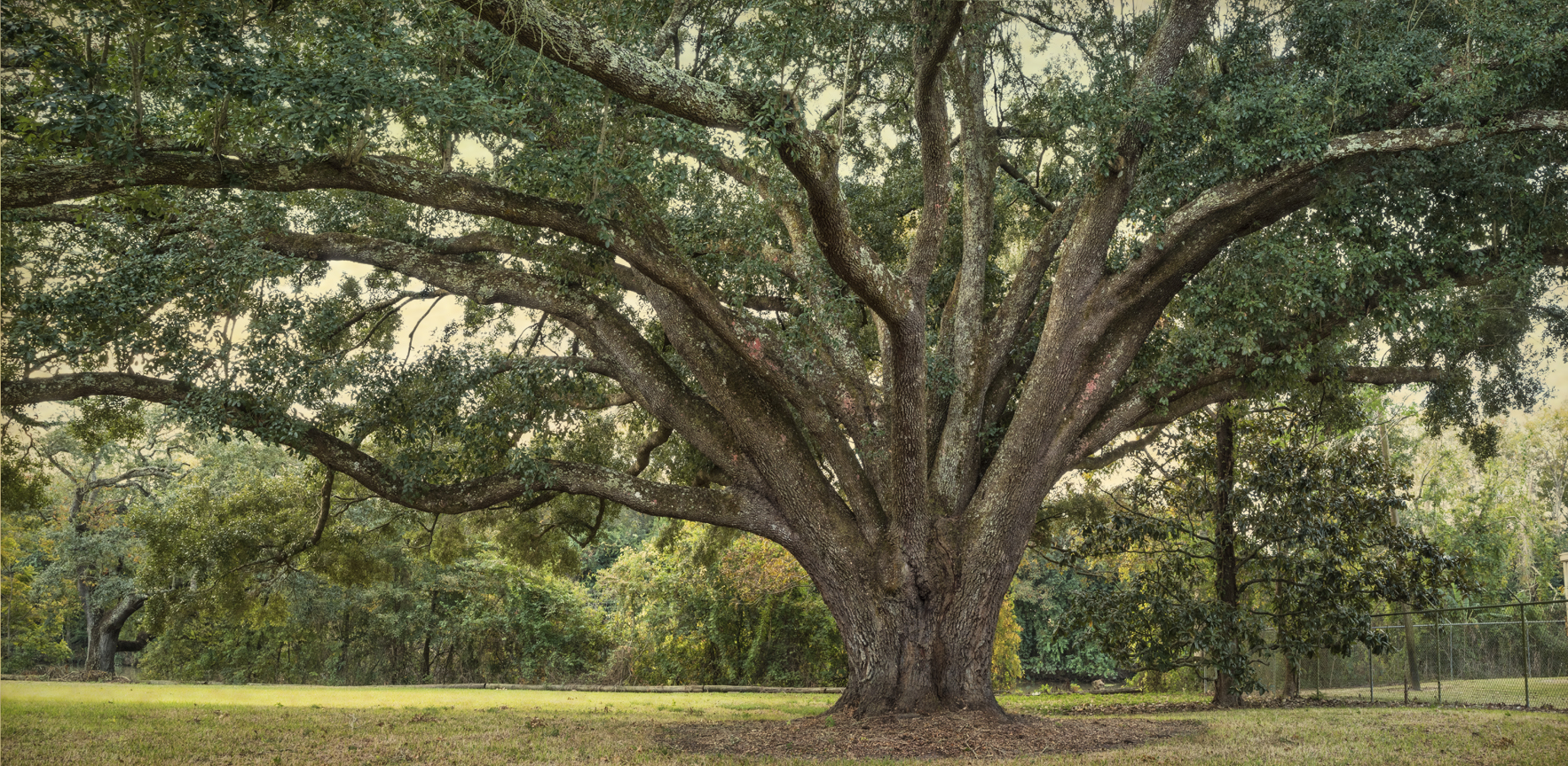 bayou-gem-oak-2_layered