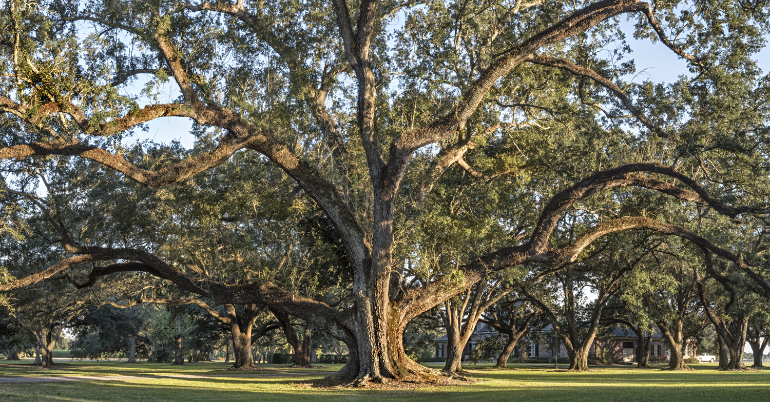 bowie-oak-study-2