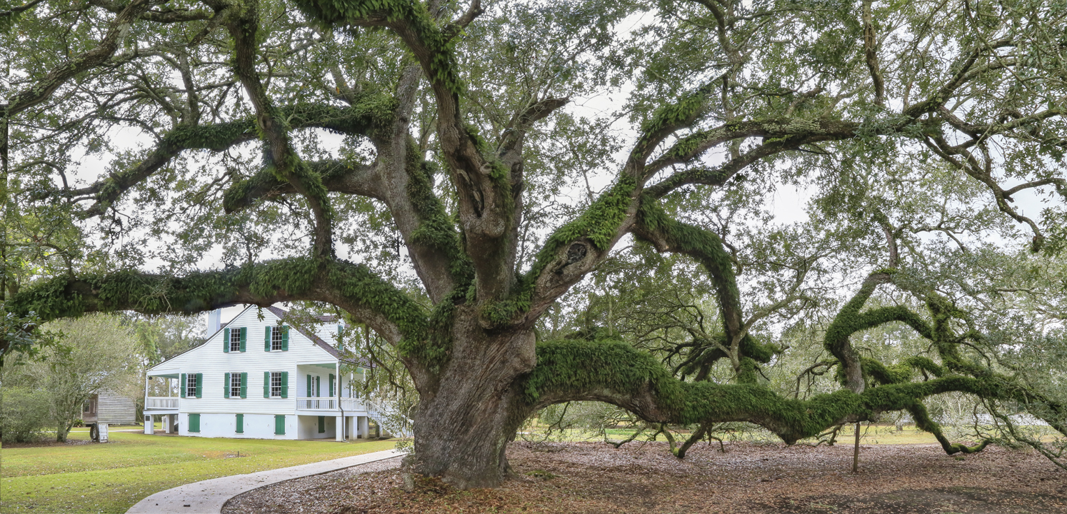 ed-white-oak-panorama_11-8