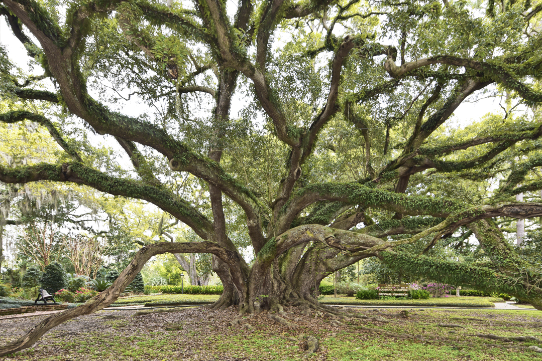 seven-sisters-oak-study-9