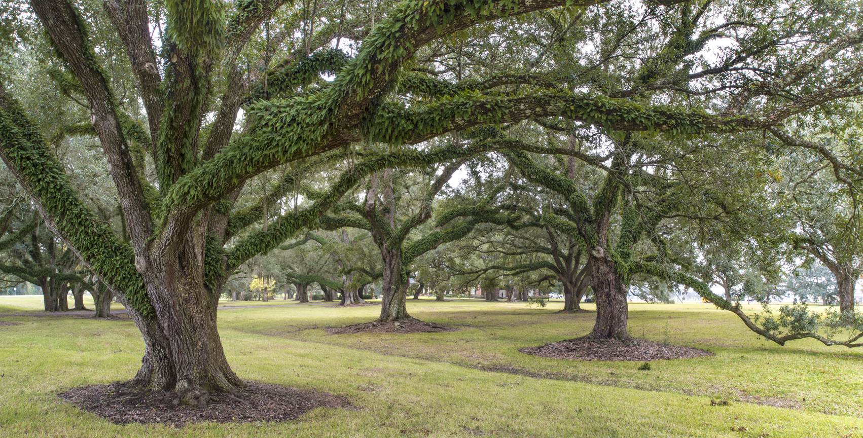 acadia-oaks-panorama-6