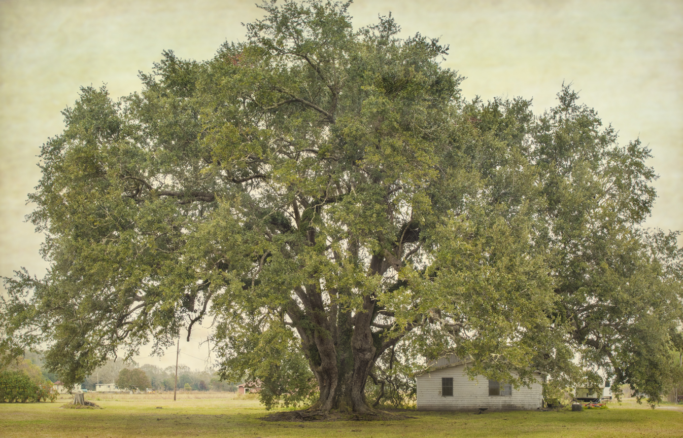 boudreaux-oak_5