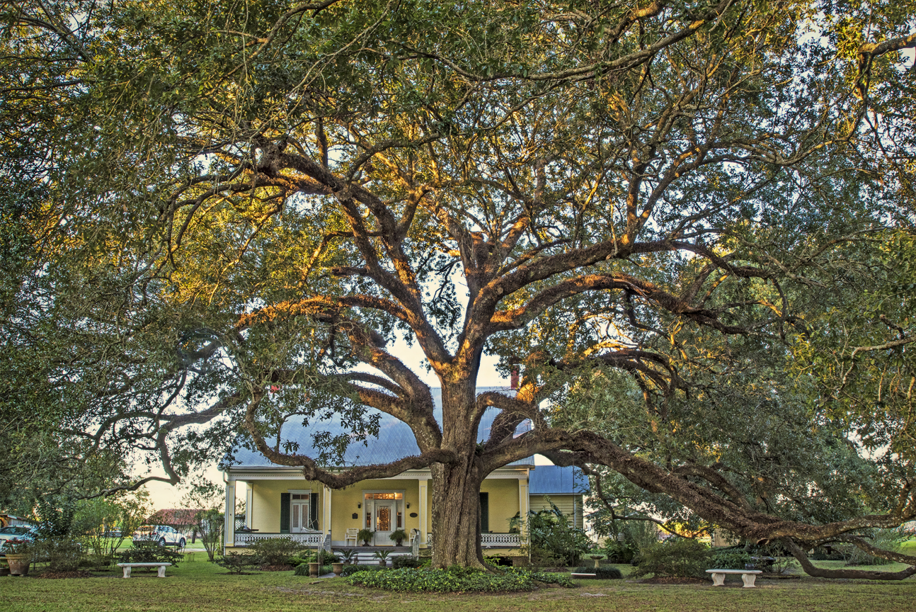 Albert And Cecilia Toups Oaks – The Bayou Lafourche Historic Live Oak Tour