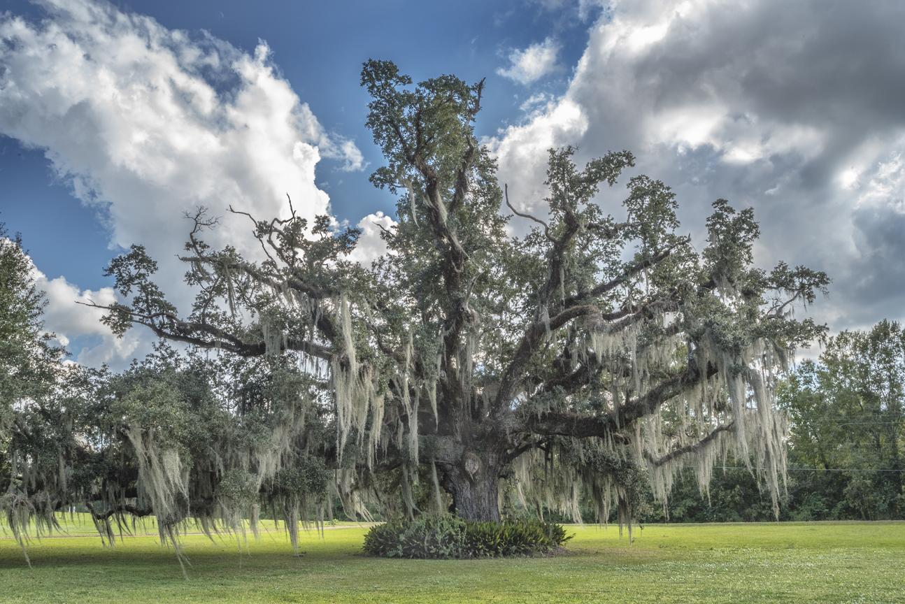 joachim-oak-2