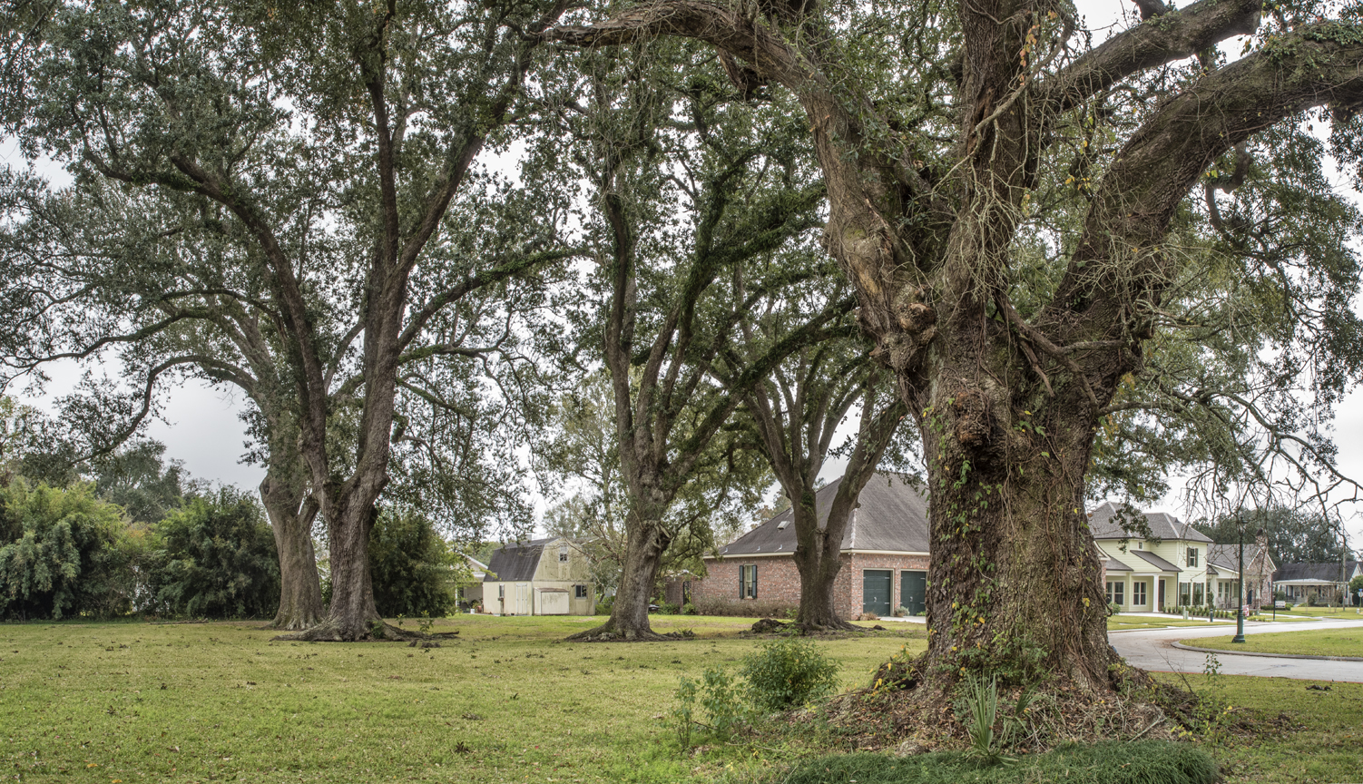 mt-carmel-oaks-pano-2