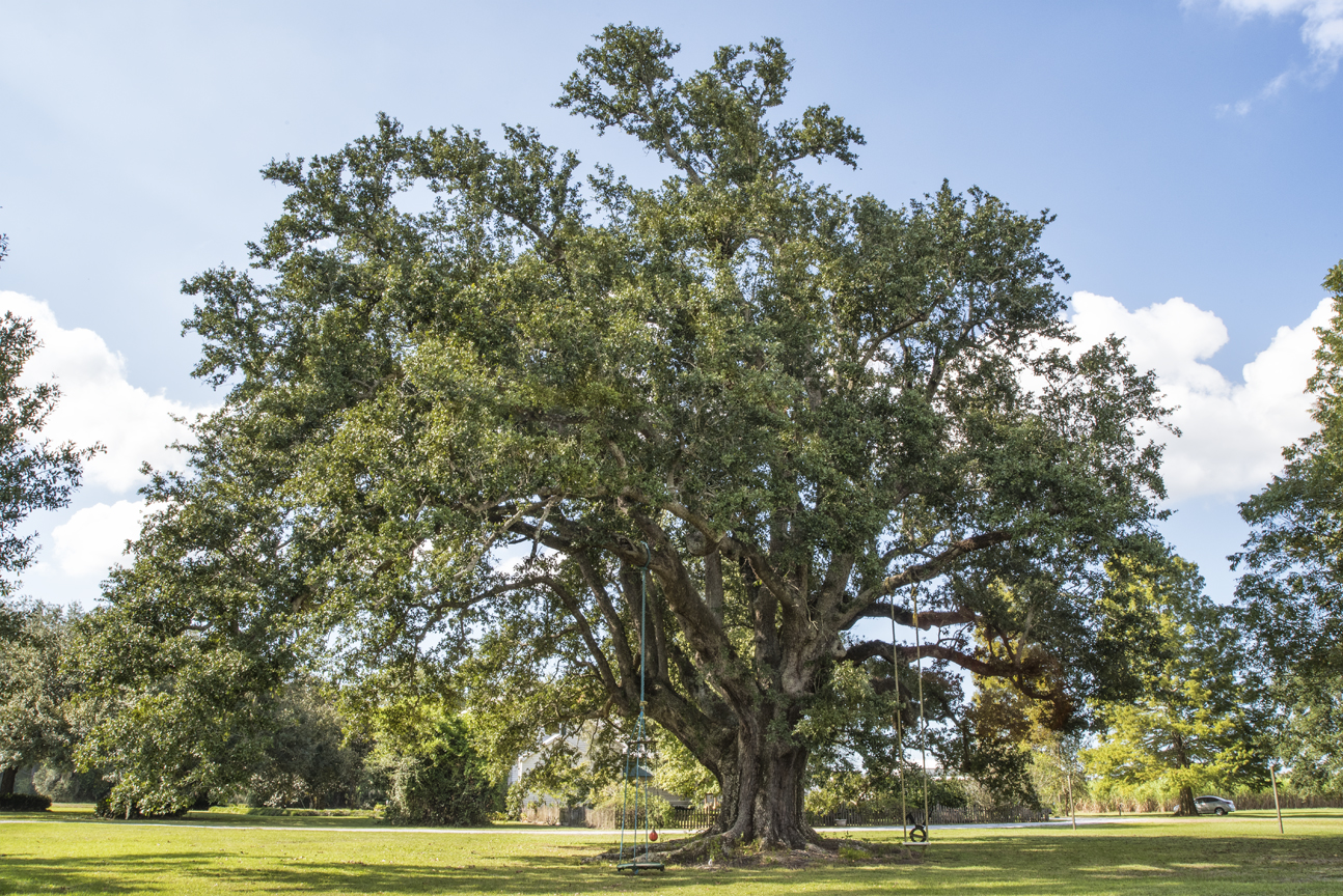 telesphort-oak-3