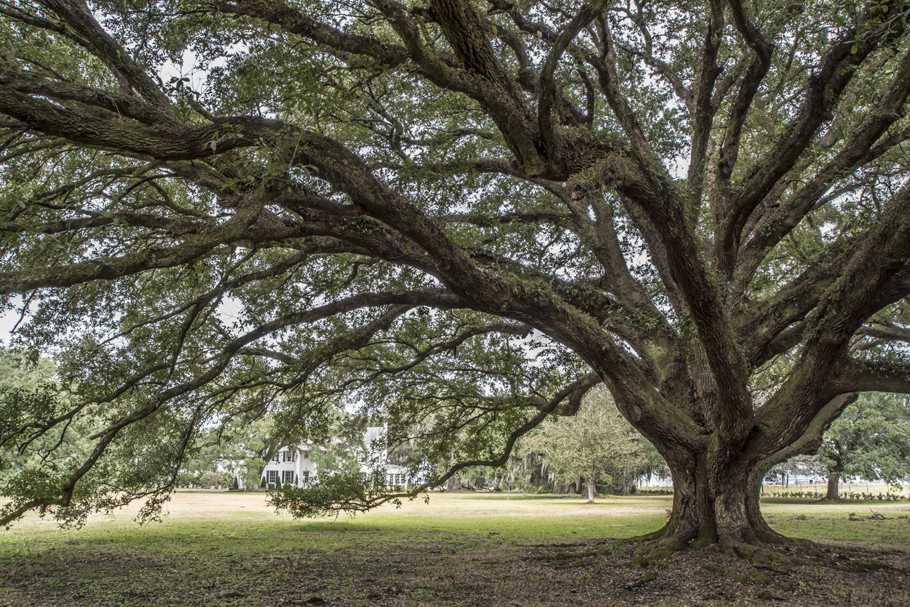 coulon-oaks-study-5