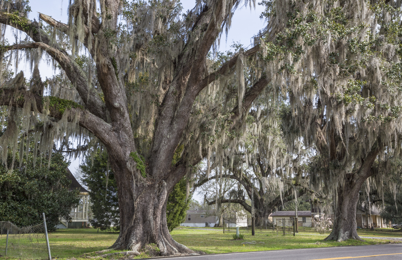 Khi Oak And Theriot Plantation – The Bayou Lafourche Historic Live Oak Tour