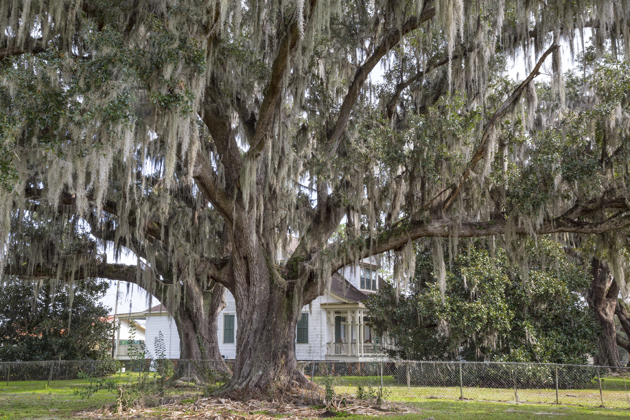 Khi Oak And Theriot Plantation – The Bayou Lafourche Historic Live Oak Tour