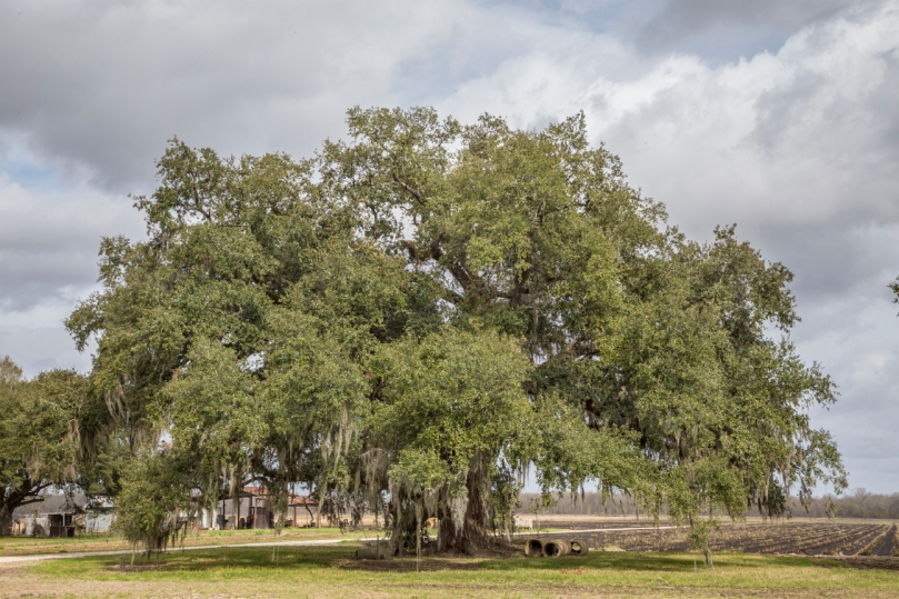 largest-zephirin-oak