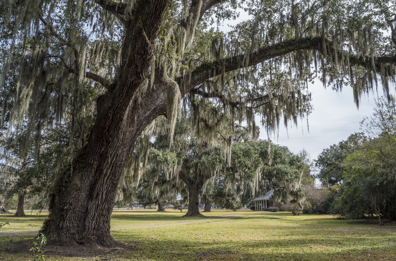 leighton-plantation-oaks-4