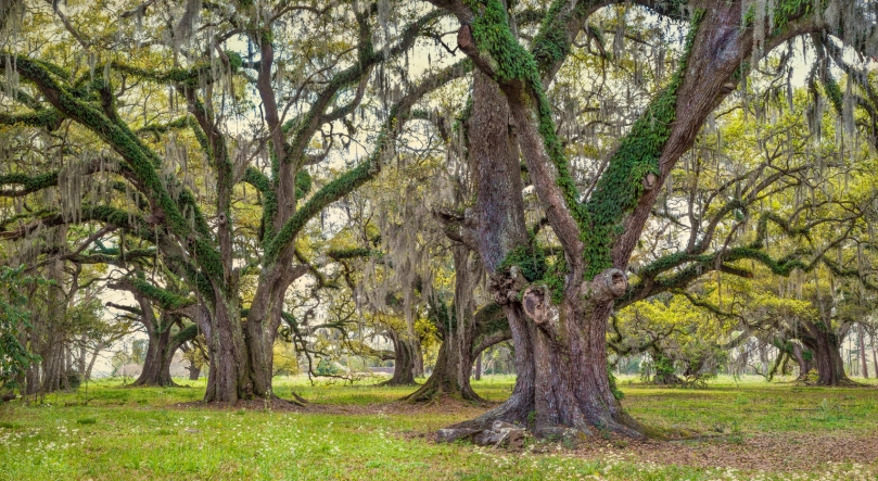 Oak grove #15