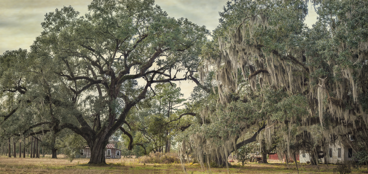 wavery-oaks-pano-study-2