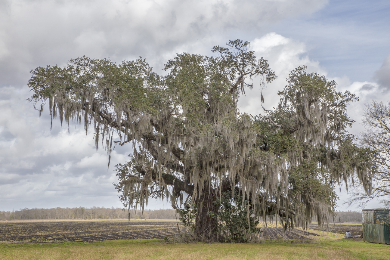 Zephirin Toups Sr Oaks – The Bayou Lafourche Historic Live Oak Tour