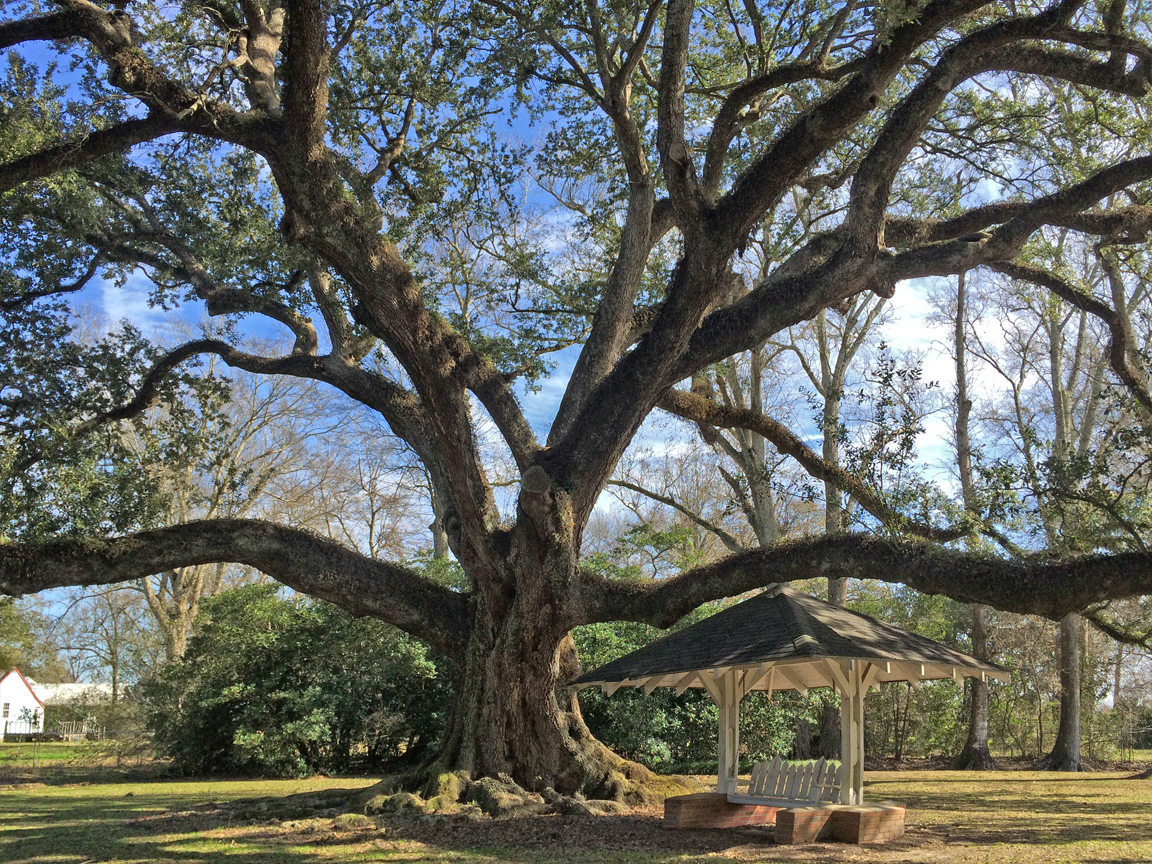 grace-frost-oak