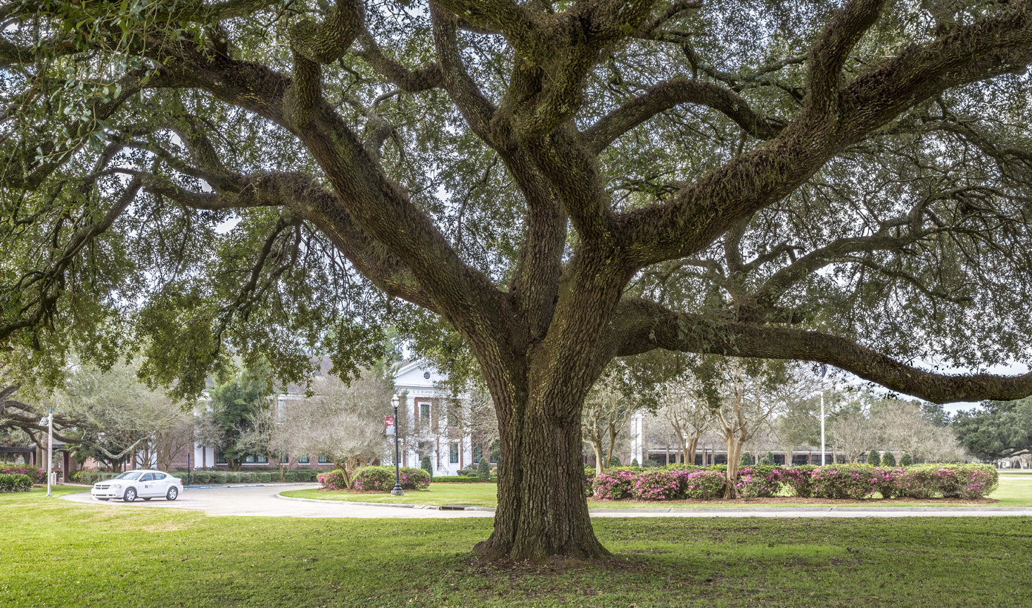 oak-in-rienzi-circle-2