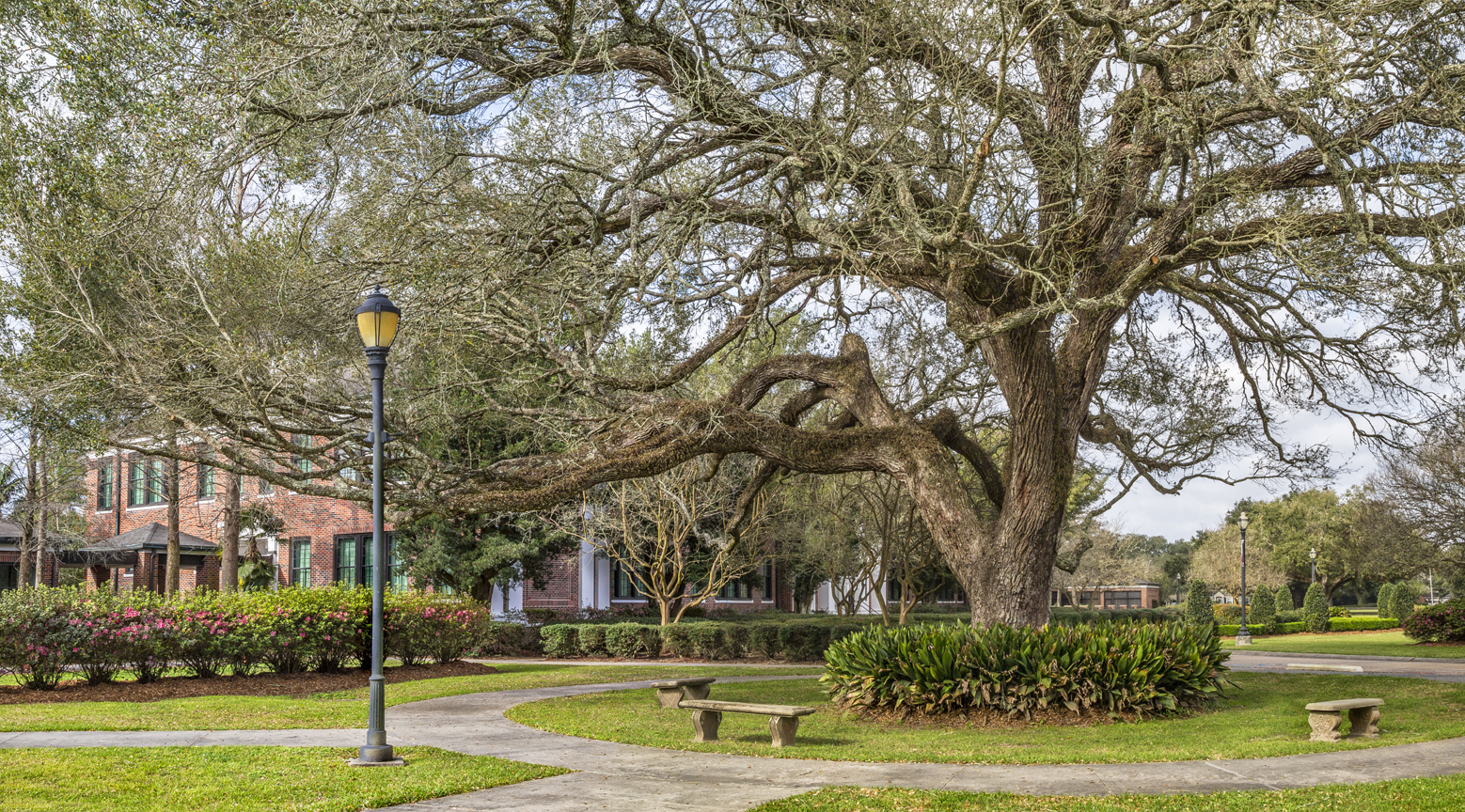 oak-rienzi-circle-east