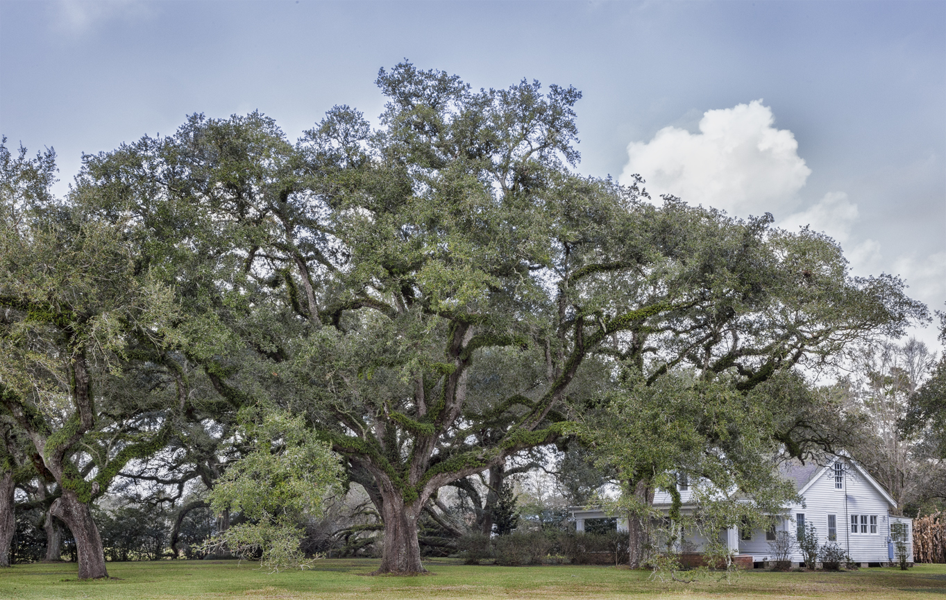 Blouin Plantation Oaks 1