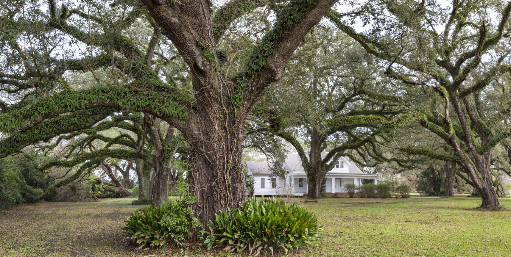 Blouin Plantation Oaks #7