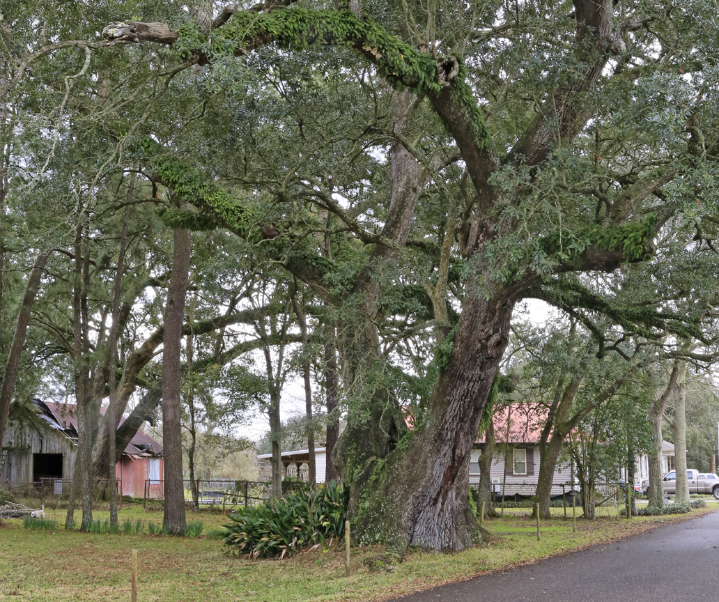 The Martin St Romain Sr Oak – The Bayou Lafourche Historic Live Oak Tour