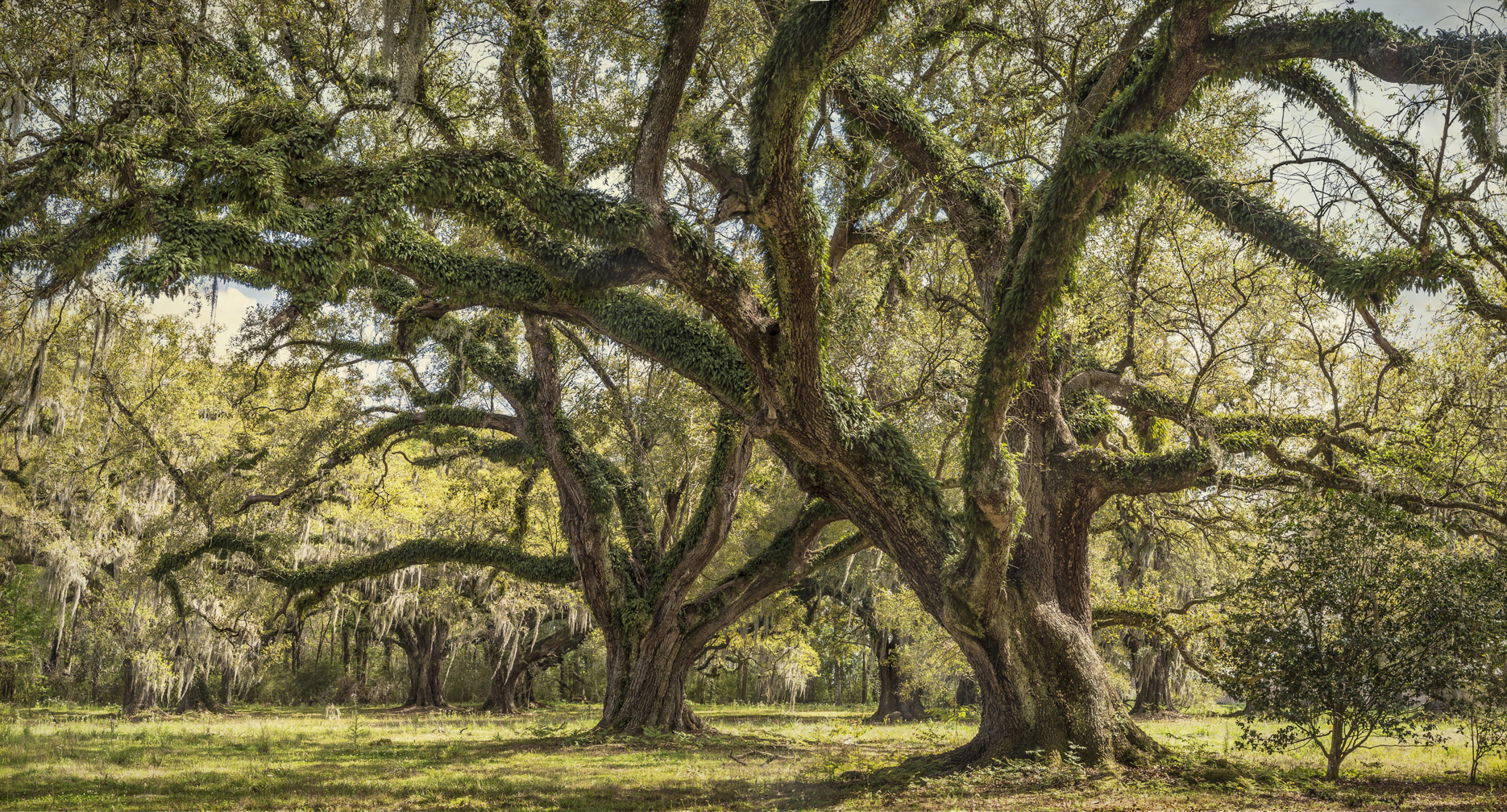 Two oaks in front grove_#16