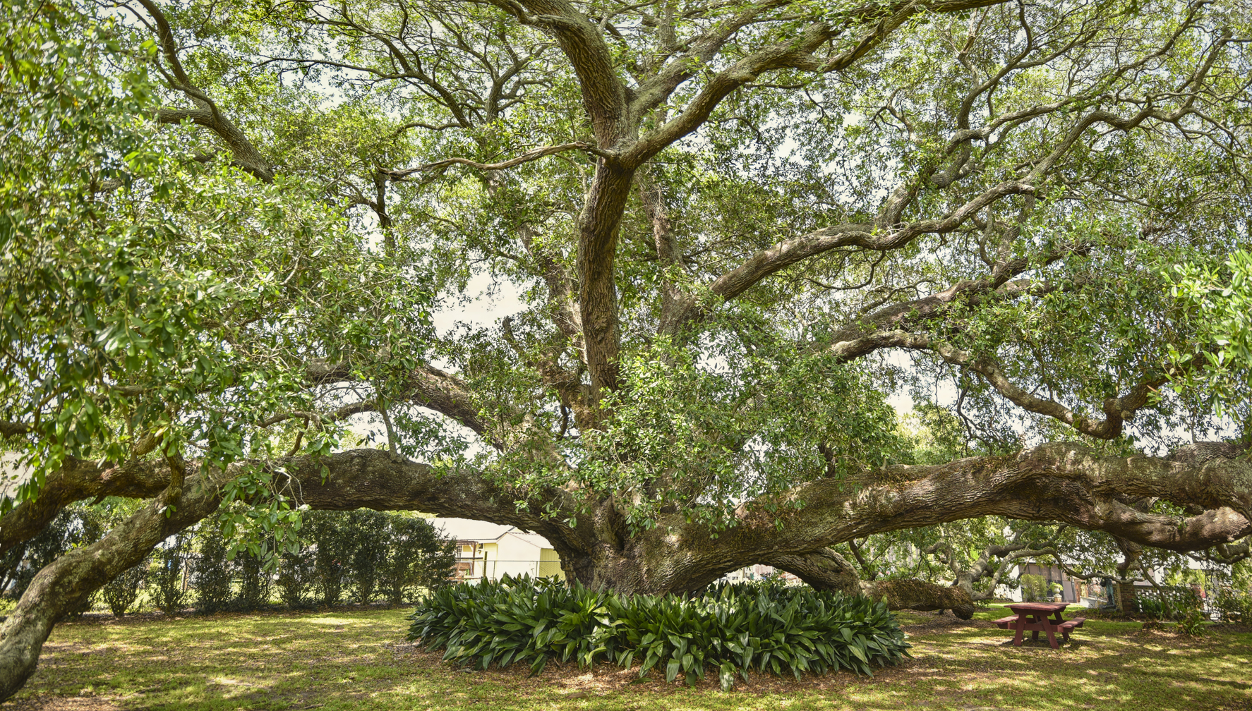 Bouverans Oak 1