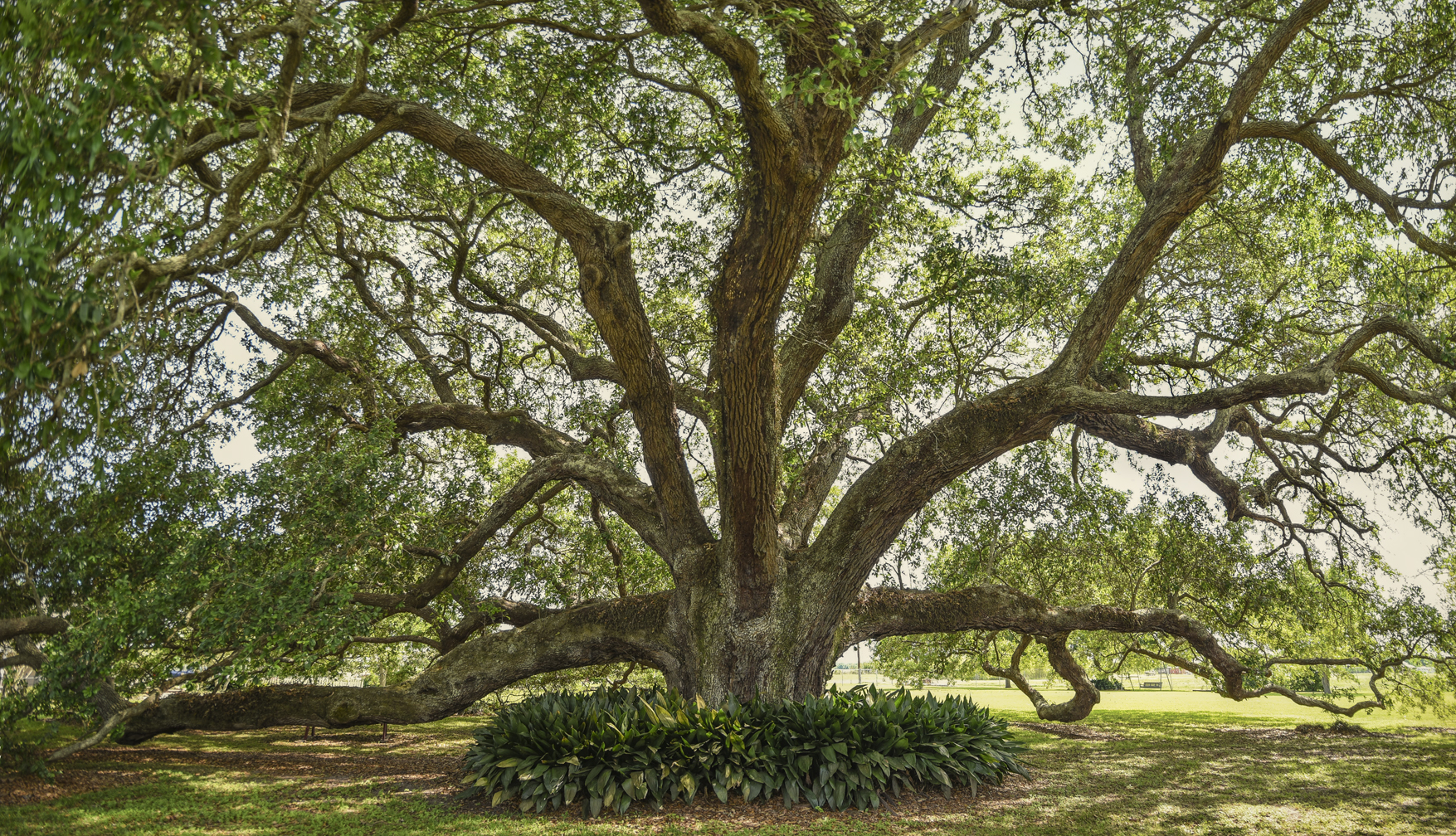 Bouverans Oak #4