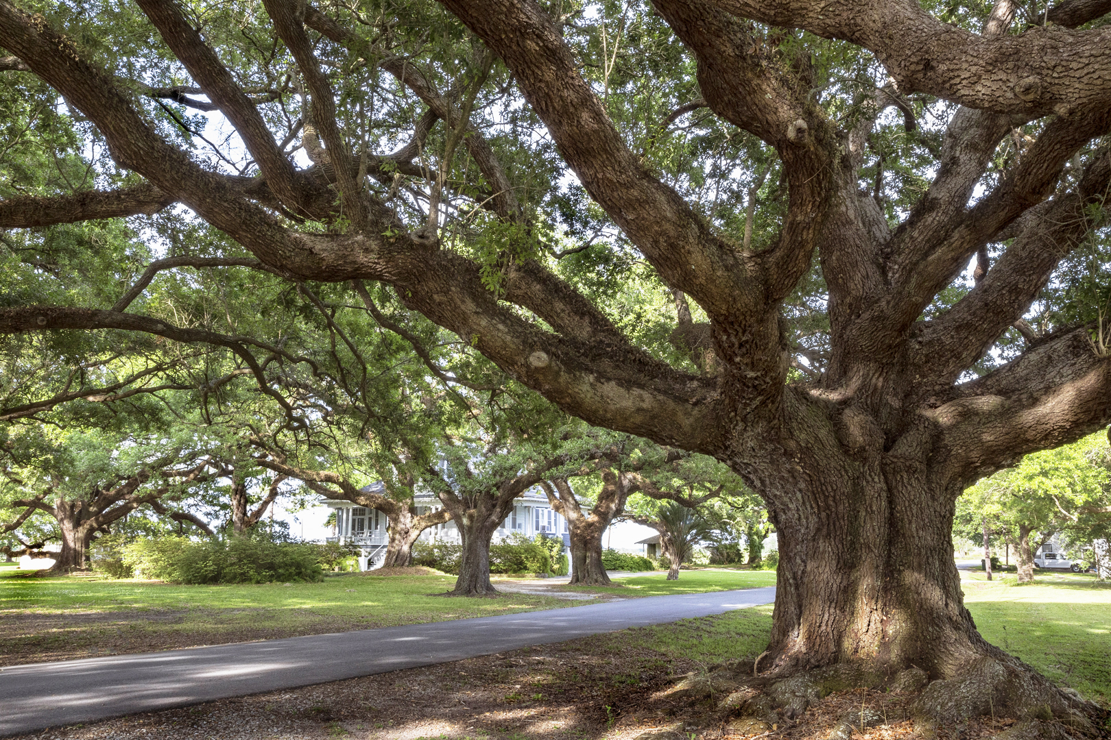 Clotilda Plantation 3 copy copy