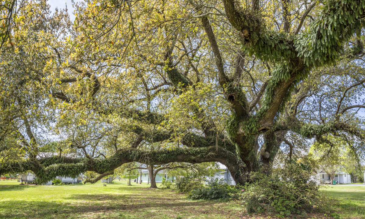 Henry Oak study 3