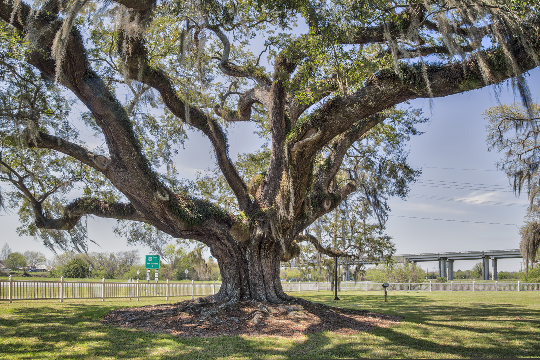 New Hope Plantation Oak #3