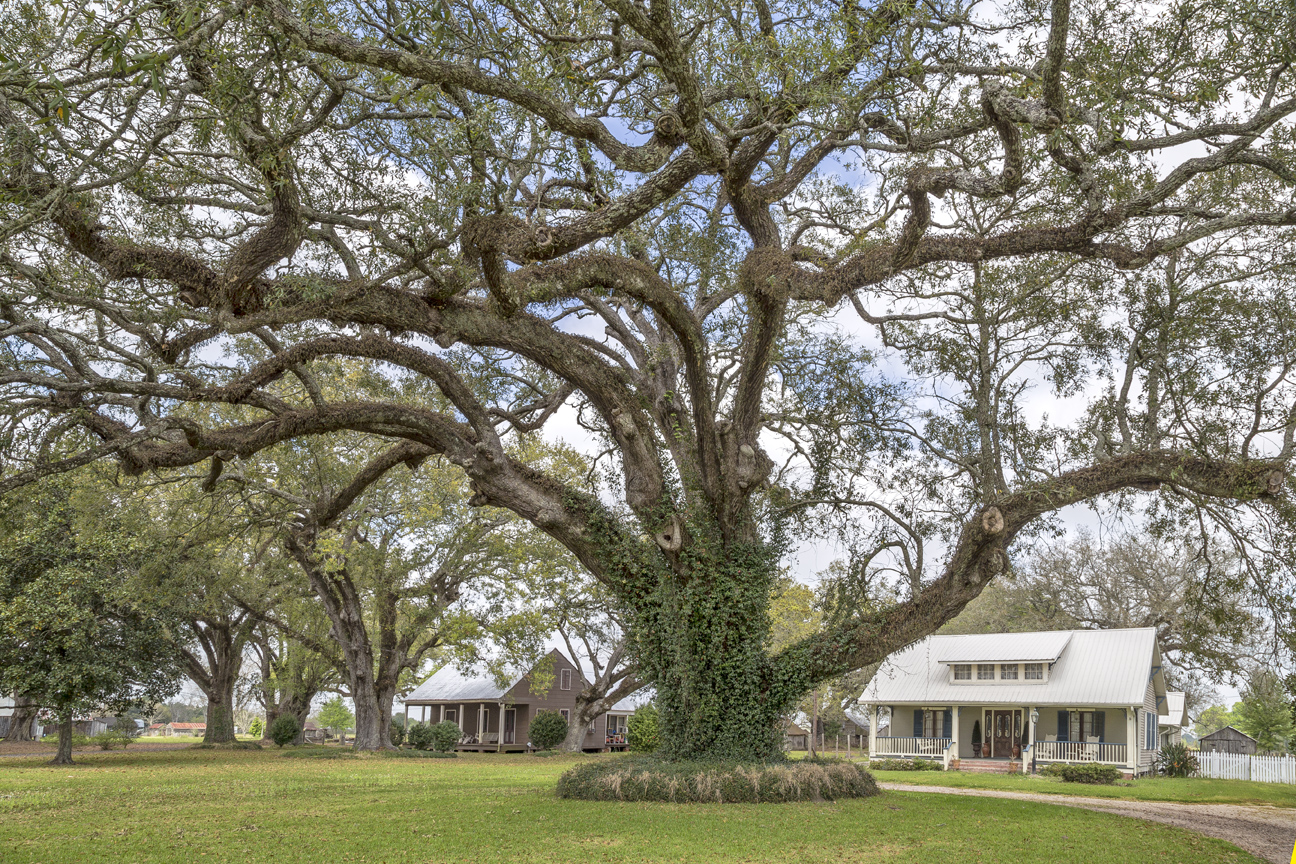 Zeringue and Knight Oaks